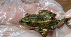 Pelophylax plancyi
