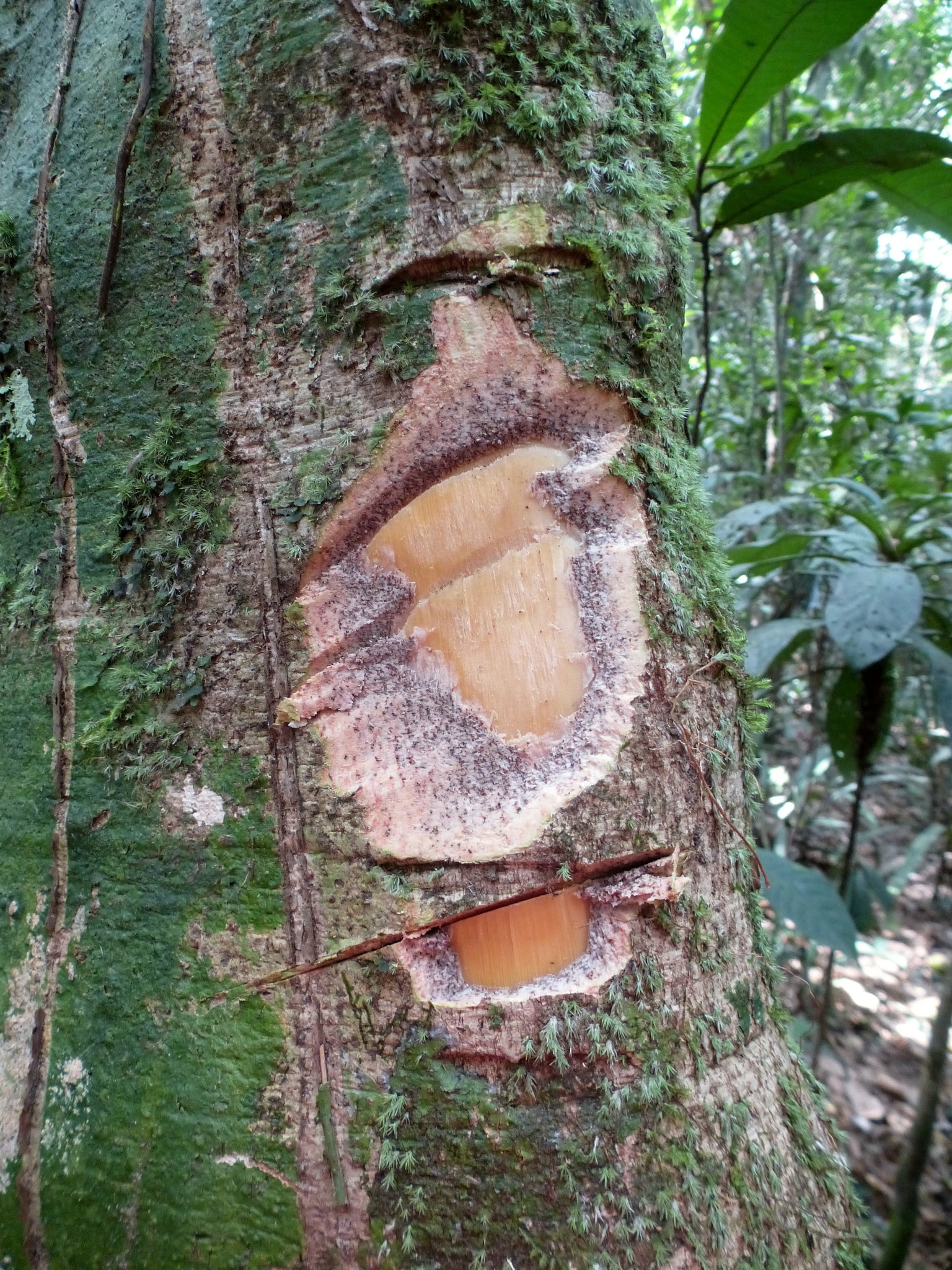 Panda oleosa Pierre