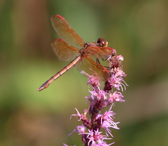 Libellula auripennis