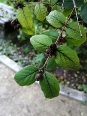 Lonicera ferdinandi