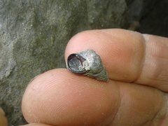 Austrolittorina cincta