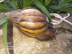 Lissachatina fulica