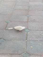 Streptopelia decaocto