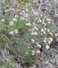 Gypsophila sambukii