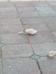 Streptopelia decaocto