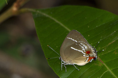 Strephonota strephon