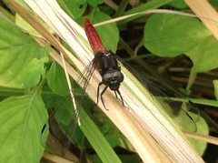 Lyriothemis
