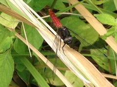 Lyriothemis