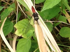 Lyriothemis