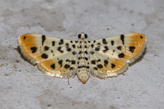Pycnarmon alboflavalis