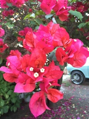 Bougainvillea