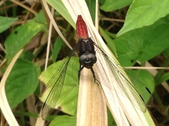 Lyriothemis