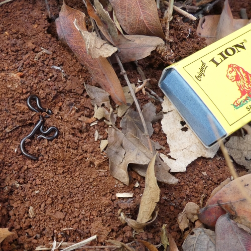Peter's Thread Snake