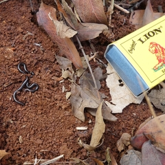 Leptotyphlops scutifrons