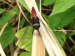Lyriothemis