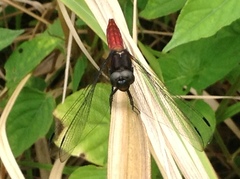 Lyriothemis