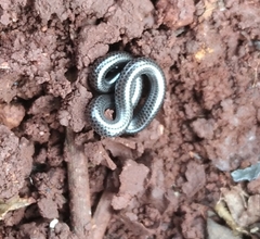 Leptotyphlops scutifrons