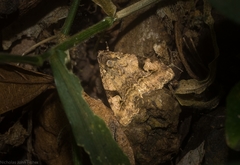 Pyripnoa auricularia