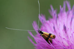 Nemophora fasciella