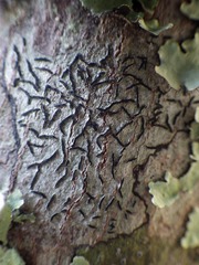 Graphis cincta