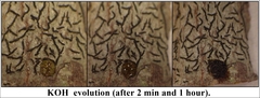 Graphis cincta