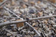 Maratus karrie