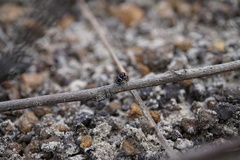 Maratus karrie