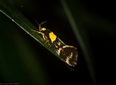 Epithymema helias