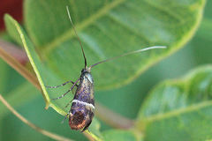 Adela paludicolella