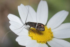 Adela paludicolella