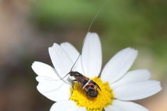 Adela paludicolella