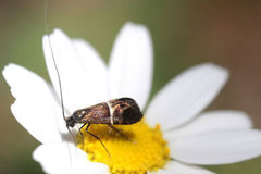 Adela paludicolella