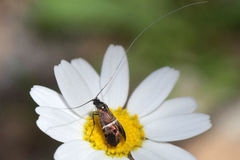 Adela paludicolella