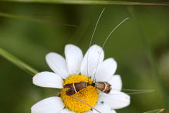 Adela paludicolella