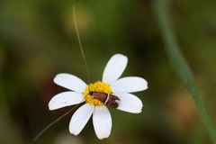 Adela paludicolella