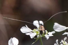 Adela paludicolella
