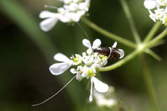 Adela paludicolella