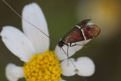 Adela paludicolella