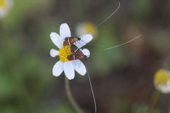Adela paludicolella