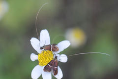 Adela paludicolella