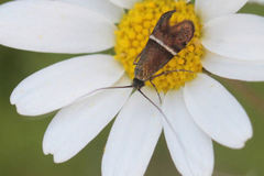 Adela paludicolella