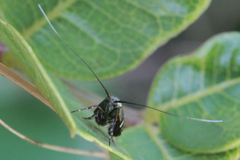Adela paludicolella