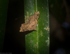 Esthlodora variabilis