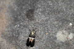 Adela paludicolella