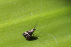 Adela paludicolella
