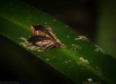 Esthlodora variabilis