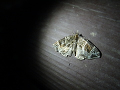 Gandaritis atricolorata