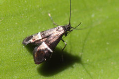 Adela paludicolella