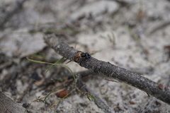 Maratus karrie