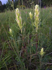 Castilleja pallida
